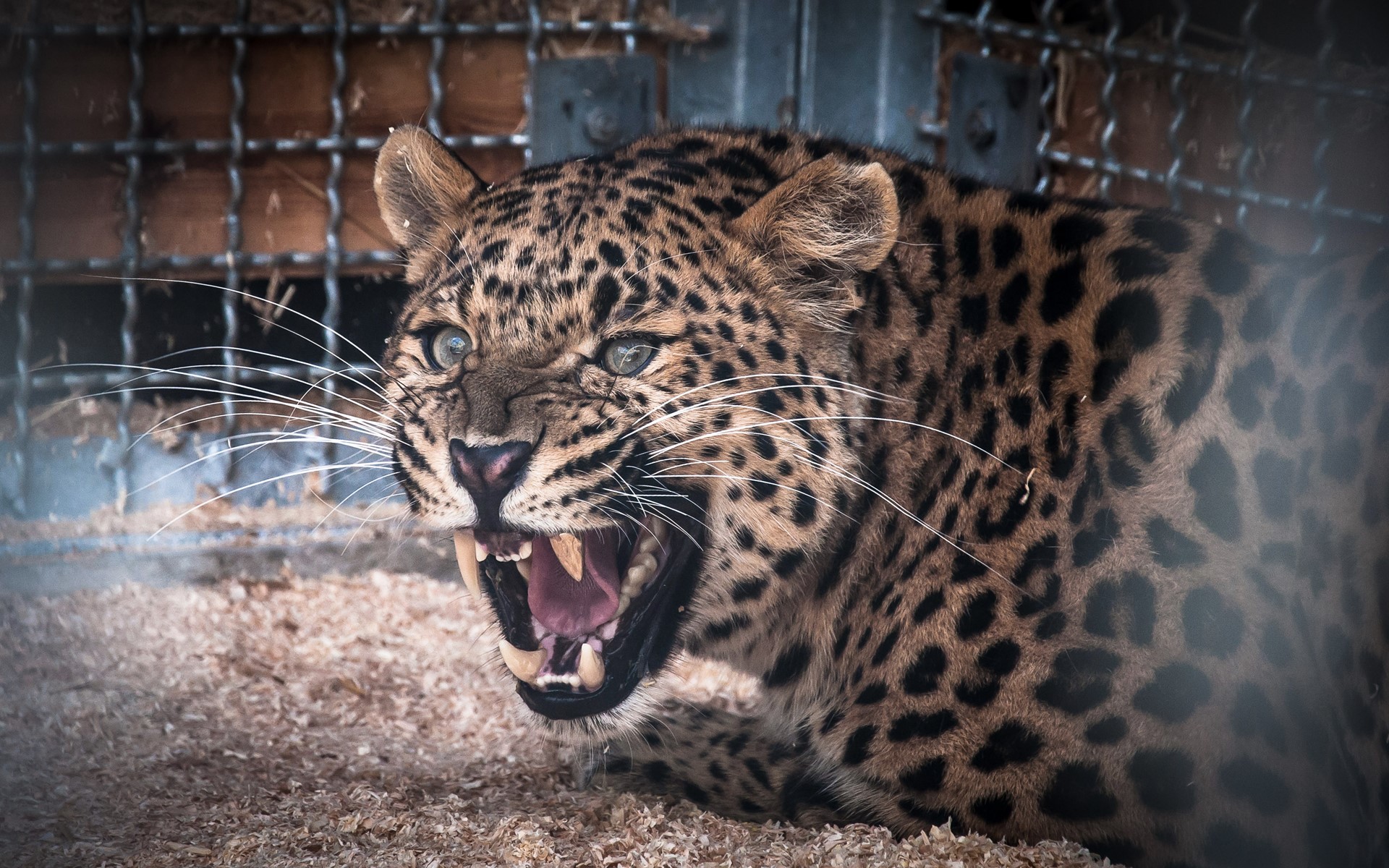 Leopard z otwartą szczęką pokazujący pokazujący złotą koronę