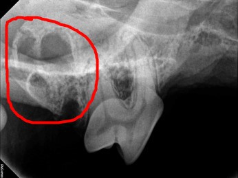 Zdjęcie rentgenowskie punktowe zębów psa
