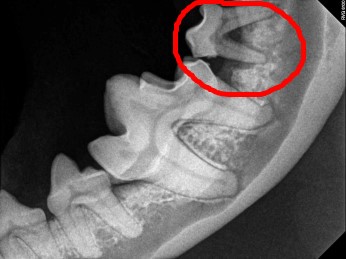 Zdjęcie rentgenowskie punktowe zębów psa