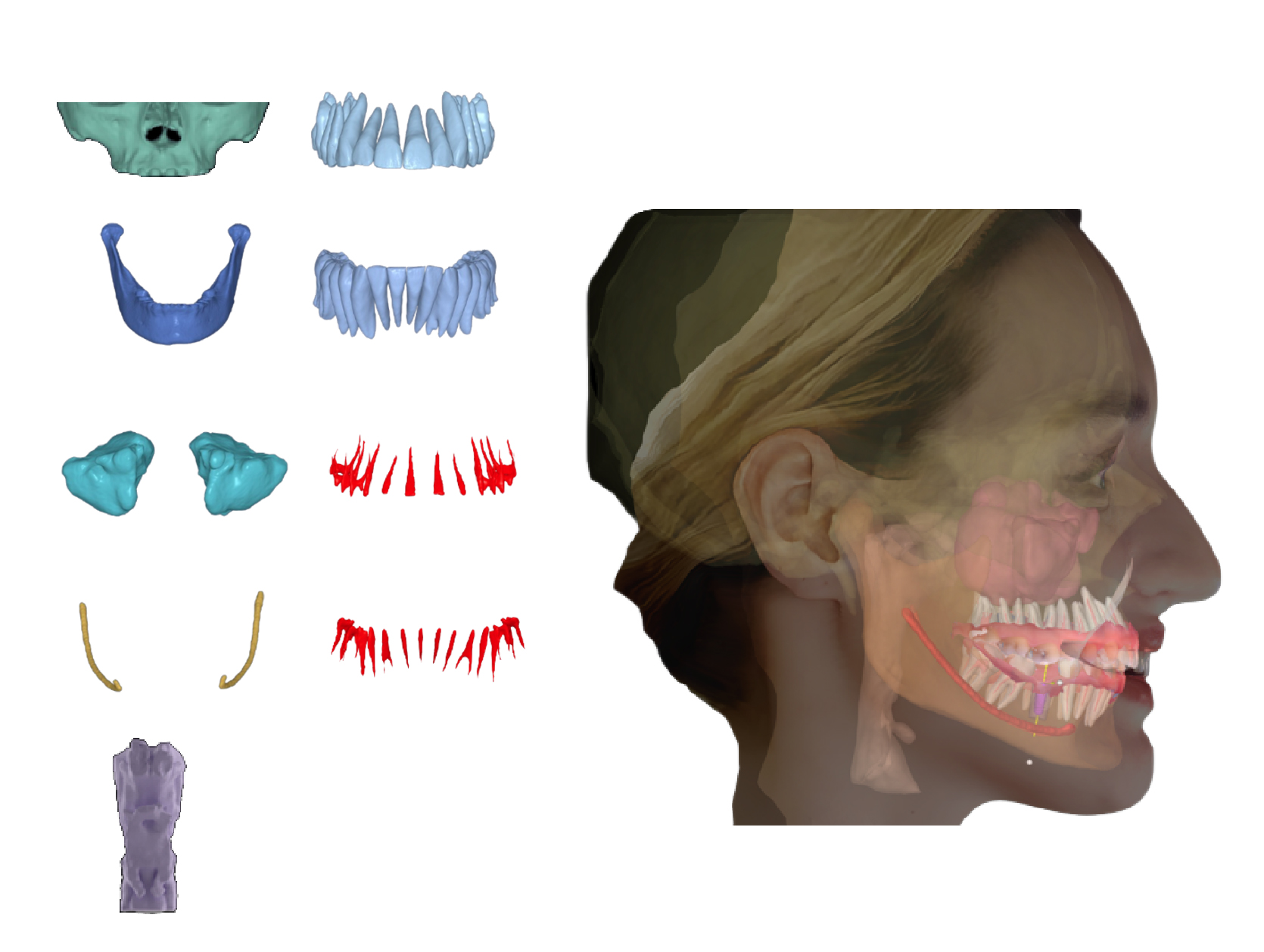 smartdent5D wysegmentowane struktury