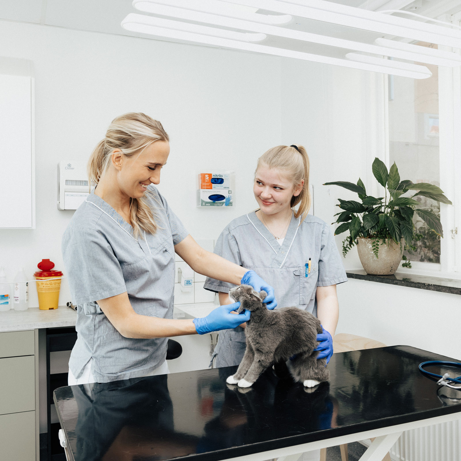 oswietlenie weterynaryjne gabinet 2
